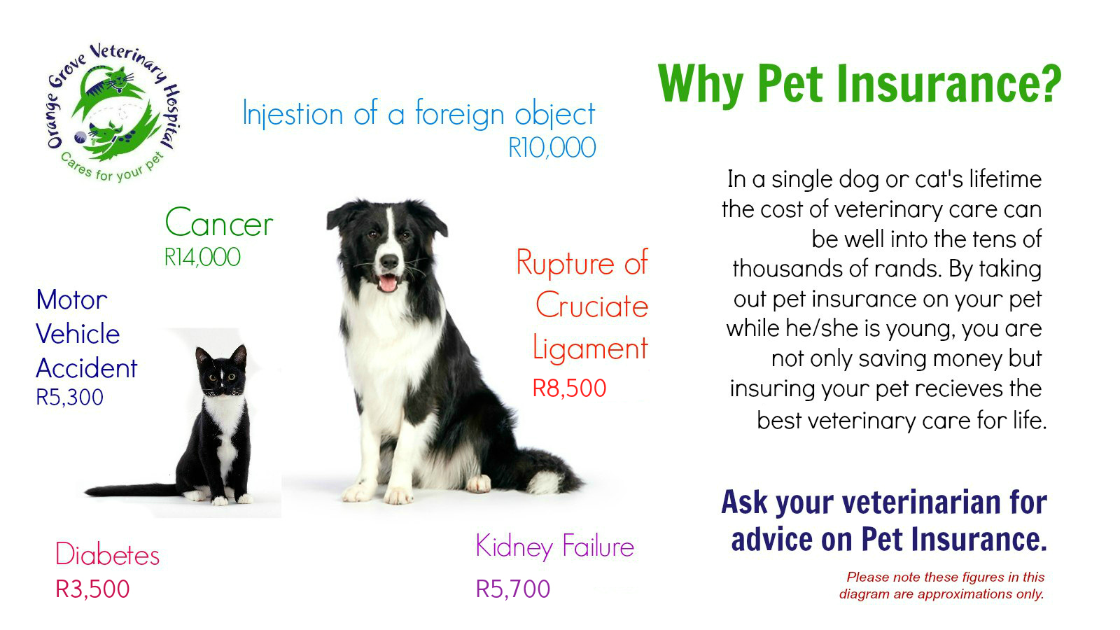 can you get pet insurance for a rescue dog terbaru
